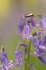 Longhorn moth on bluebell