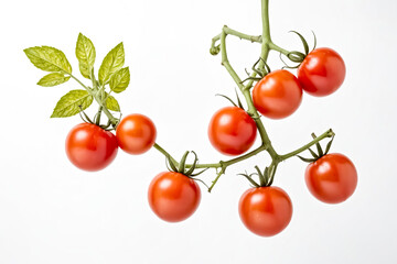 Fresh Red Tomatoes on a Vine