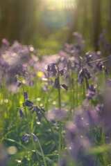Close up of native bluebells in UK