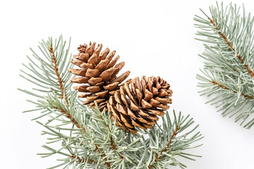 Pine cone and spruce branch on white background