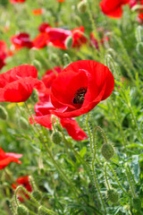 Obraz premium red poppy in the field