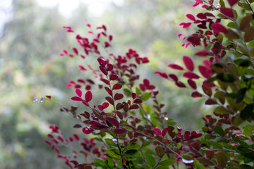 Summer Concept, Budding Red Leaves