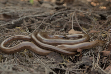 Two slow worms basking together
