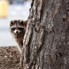 A raccoon peeking from behind a large tree trunk