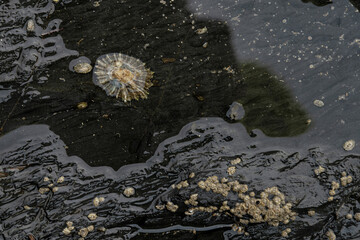 Marine Life on Rocky Shoreline