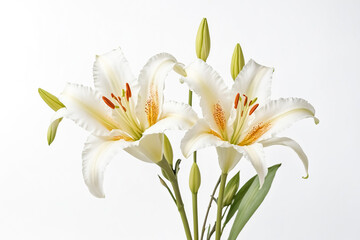 Obraz premium Close-up of White Lily Flowers with Buds on White Background