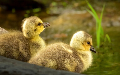 Goslings getting a drink