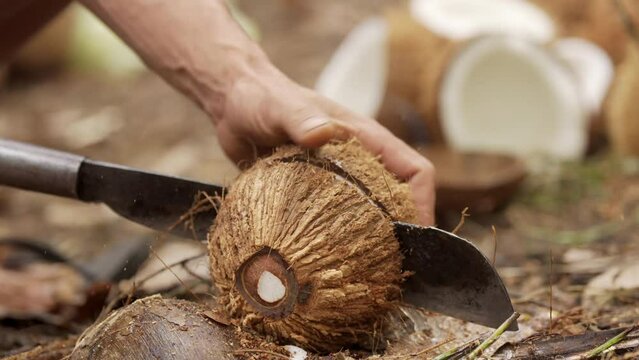 Farmer using a machete to split a coconut, white coconut flesh, husk, manual and traditional