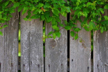 Gray wooden fence and the green leaves