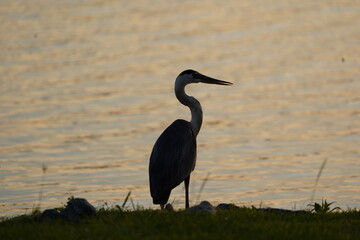Blue Heron Up Close at Sunset 