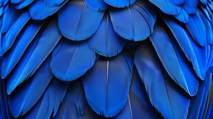  A close-up of a blue bird's back, displaying an expansive array of blue feathers Feather size on its back approximates that of the bird itself