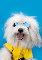 perrito con lentes