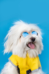perro feliz