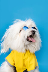perrito 