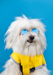perrito enojado