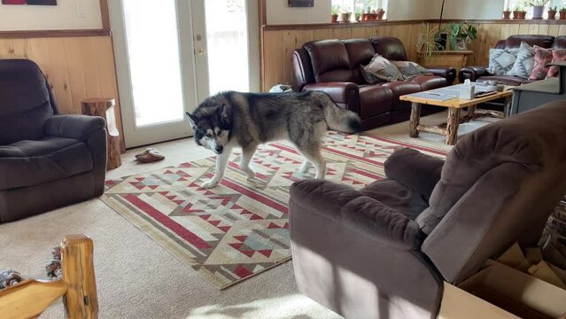 Alaskan malamute dog having zoomies at home