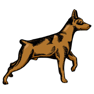 recommend clip art: Pinscher dog animal sketch color engraving PNG illustration. Scratch board style imitation. Black and white hand drawn image.