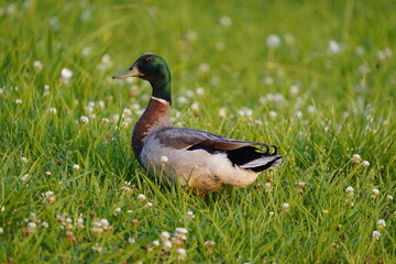 Mallard Duck Looking Away in Green Grass