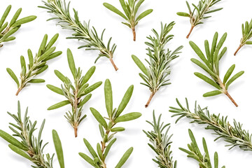 Fototapeta premium Fresh Rosemary Sprigs Isolated on White Background