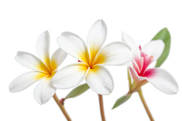 Naklejka premium White and Pink Plumeria Flowers Isolated on White Background