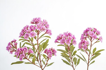 Naklejka premium Pink Flowers and Green Leaves on a White Background
