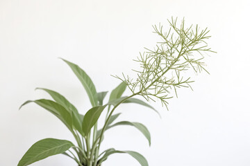 Fototapeta premium Minimalist Green Plant Branch on White Background