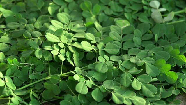 Freshly harvested green moringa leaves falling in slow motion, traditional herbal medicine
