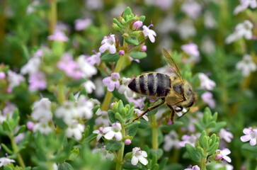 Biene auf Berg-Bohnenkraut-Blüten