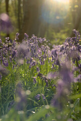 Close up of native bluebells in UK