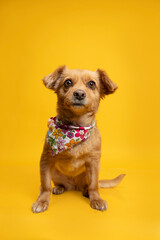 perro retrato