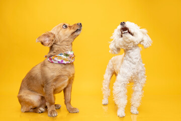 perros volteando arriba