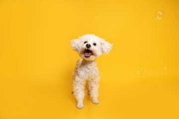 perro feliz