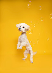 perro con burbujas
