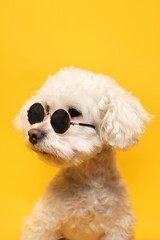 perrito feliz