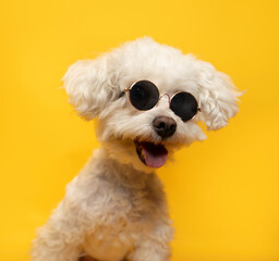 perro feliz con lentes