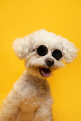 perrito feliz