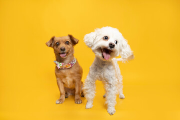 perritos felices