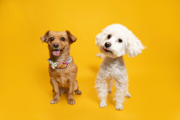 perritos