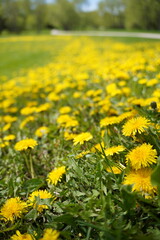 Fototapeta premium field of dandelions