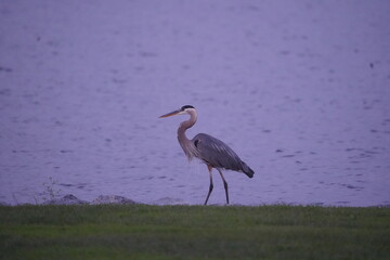 Blue Heron with Late Evening Blue Water