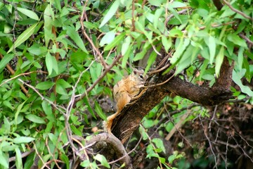 Ground squirrel hiding in the tree