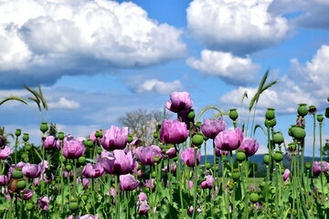 Feld mit Schlafmohnblüten und Samenkapseln im Kaiserstuhl
