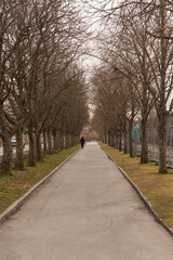 Long alley with bare trees in the early spring.