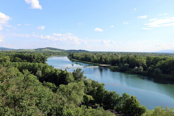 Fototapeta premium Der Rhein in Sasbach zwischen grünen Wäldern