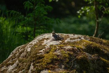 sun bath for young small forest bird