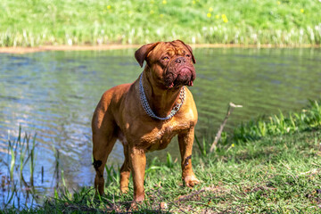 large dog stands on shore of a lake in summer