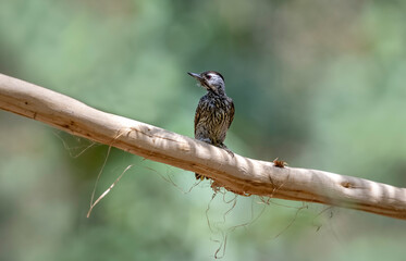 Portraits of Grey Headed Woodpecker in the jungle