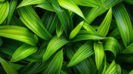 A close up of green leaves with a green background
