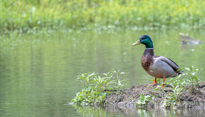 Closeup of a red-winged blackbird.