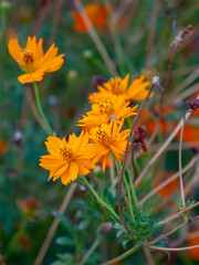 orange flower in the garden